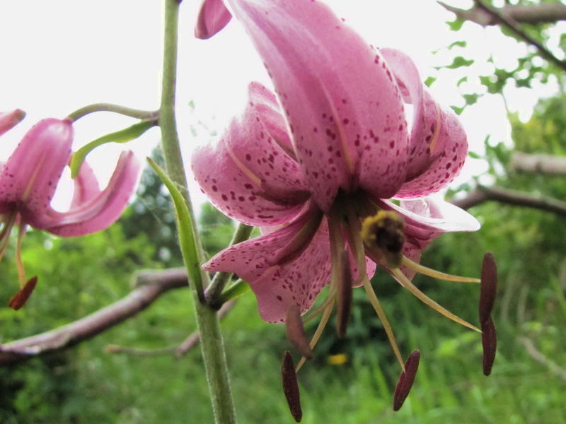 Datei:Türkenbundblüte7.jpg