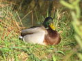 SG Ente Frühling.jpg