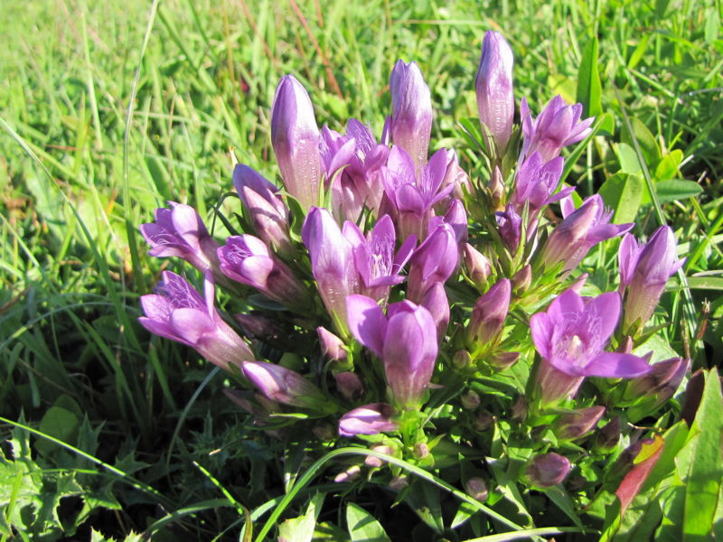 Datei:EST Enzian Sept 2010.jpg