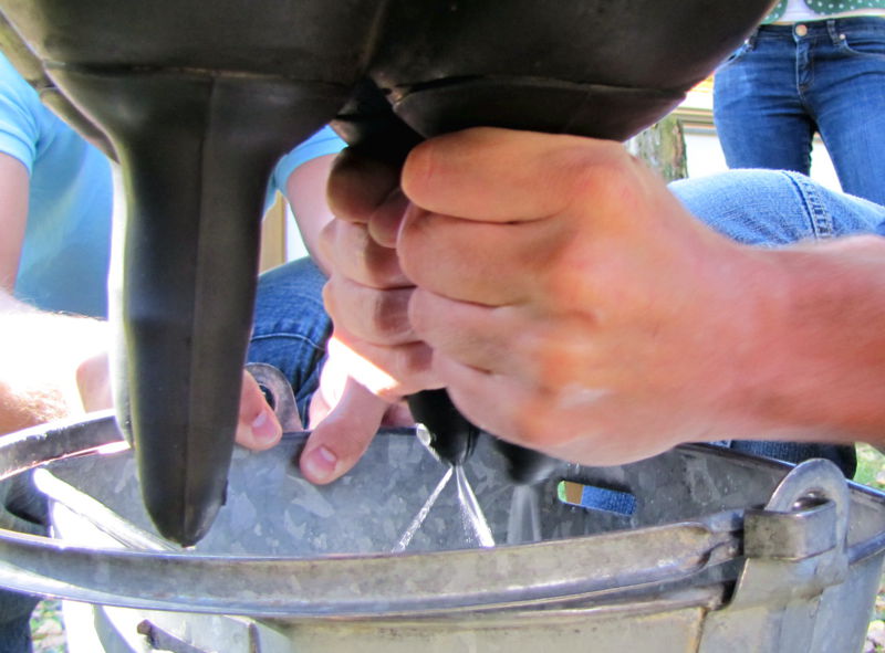 Datei:ALMO melken Detail.jpg