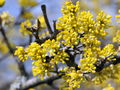 Dirndlblüten beginnend.JPG