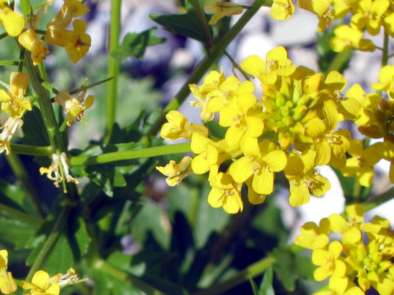 Datei:Barbarakresse Blüte2.jpg