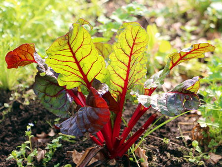 Roter Mangold