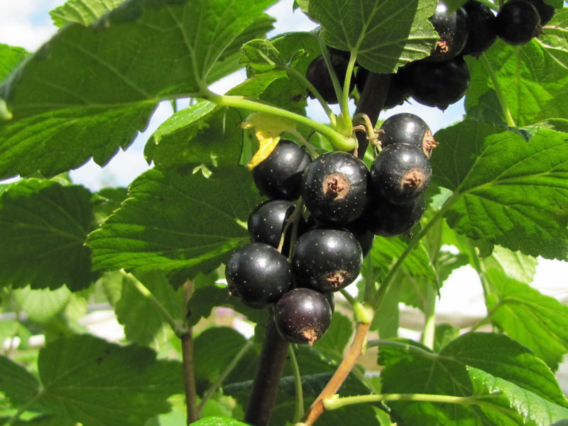 Datei:SG-Schwarze Ribisel.jpg