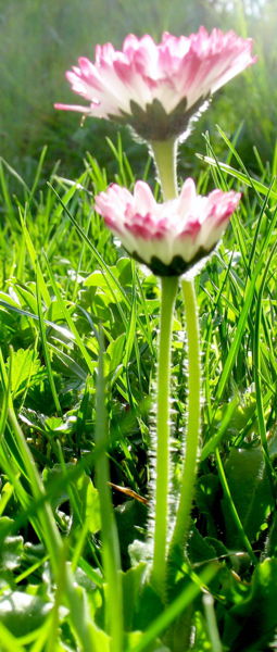 Datei:Gänseblümchen senkr.jpg
