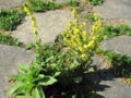 SH - Natur vd Haustüre - Gartenweg.jpg