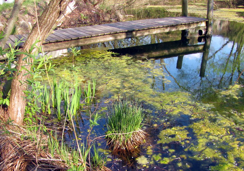 Datei:SG Teichsteg .jpg