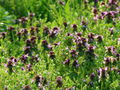 SG Taubnesselblüten viele.JPG