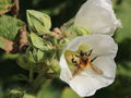 SG Biene auf Stockrose.jpg