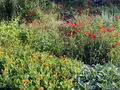 SG Blütenpracht Mohn Juni.jpg