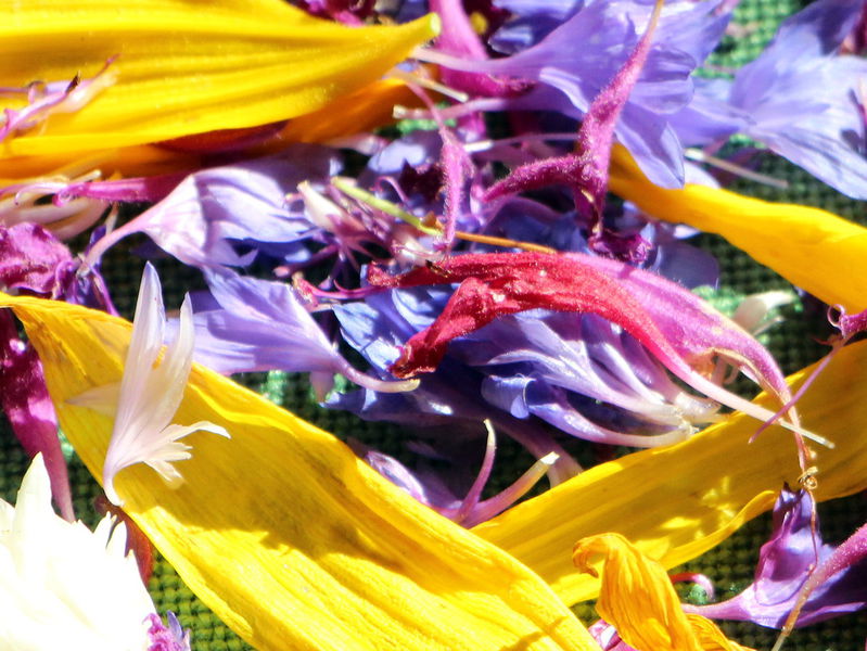 Datei:Blüten trocknen Detail.JPG