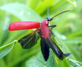 Pyrochroa coccinea ,Schwarzköpfigen Feuerkäfer.jpg