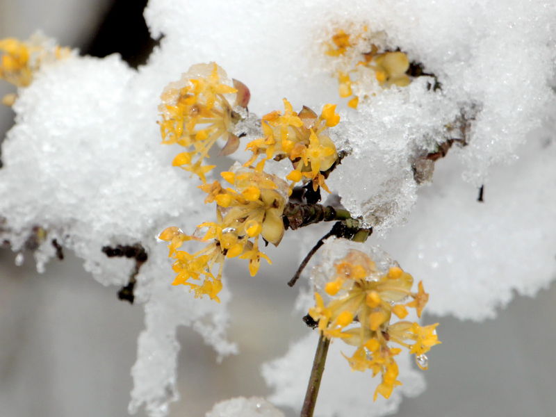 Datei:Verschneiter Dirndlblütenast.JPG