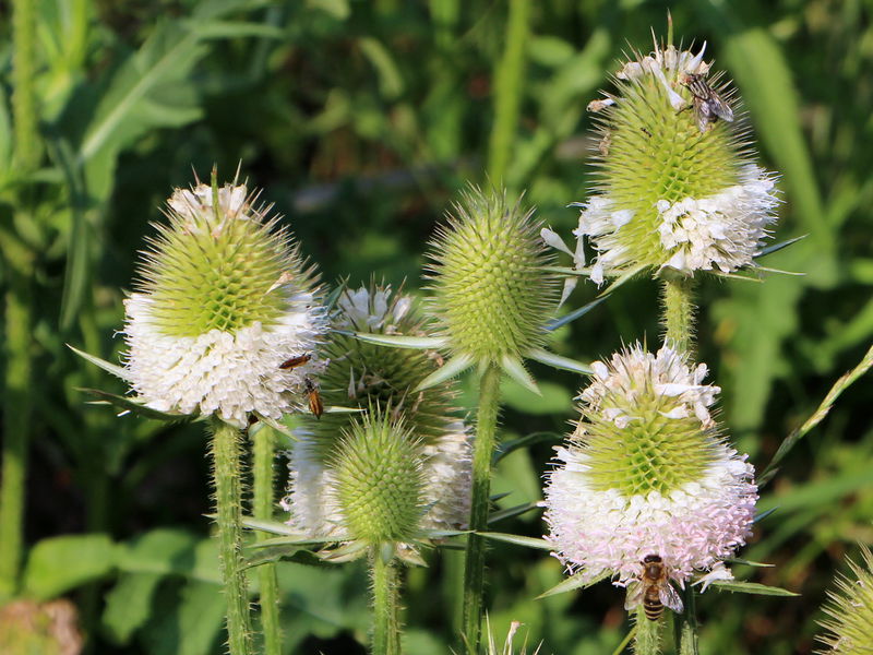 Datei:SG Kardenblüten weiß.JPG