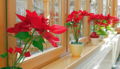 SH-Weihnachsterne Fenster.jpg