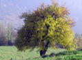 Herbstbirnbaum.jpg