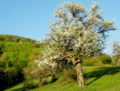 Birnbaumblüte Gaisbühel.jpg