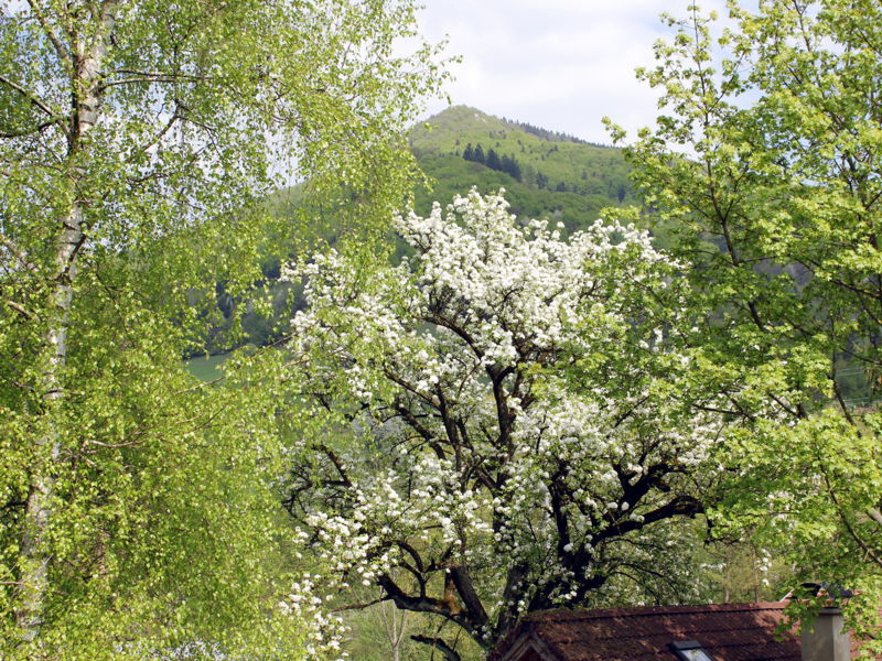 Datei:SH Blick auf Gaisbühel.jpg